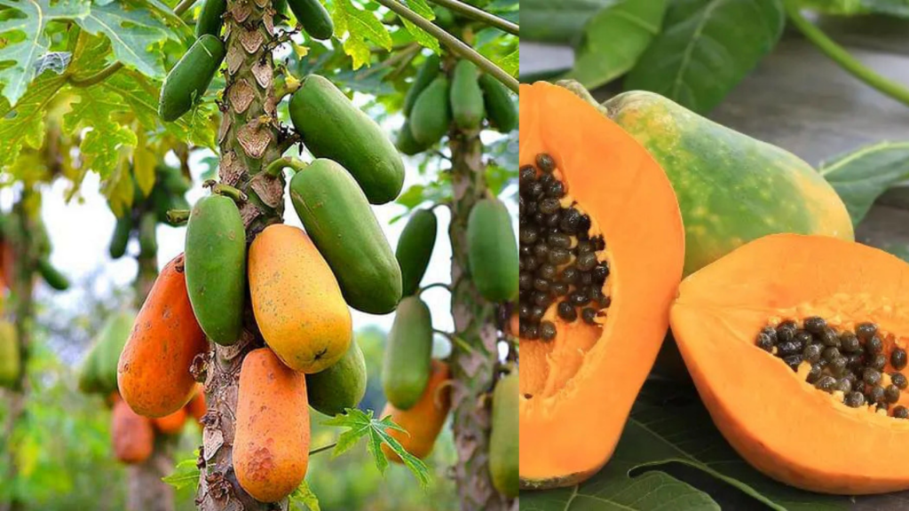 papaya benefits