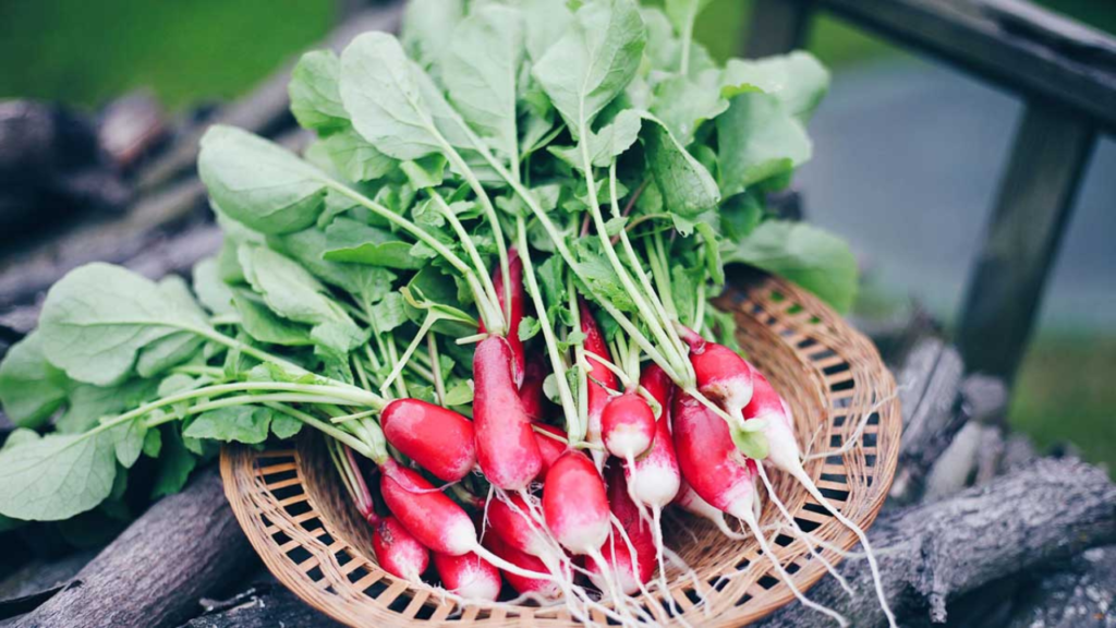 Radish for Weight Loss