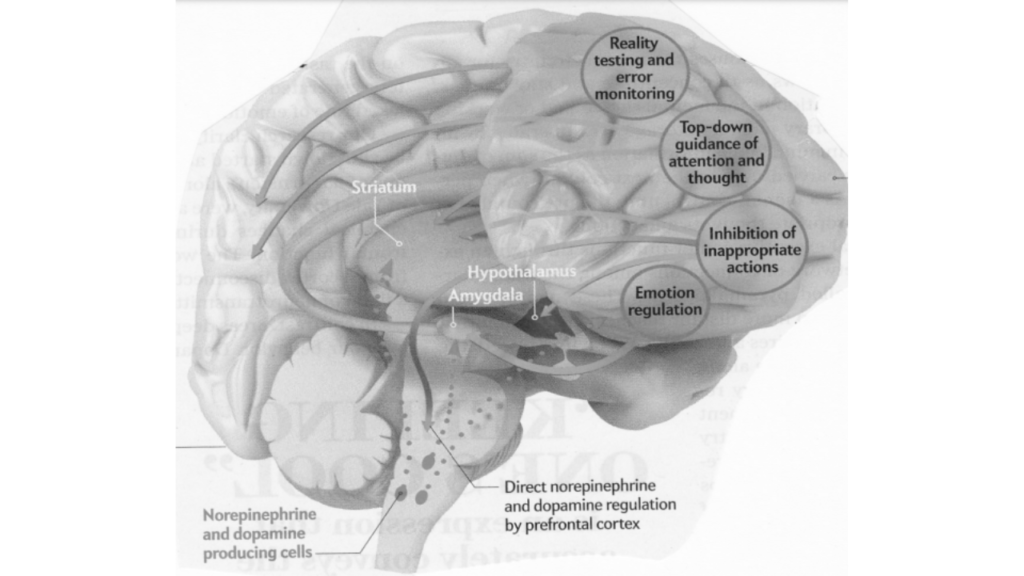 Attention deficit hyperactivity disorder -ADHD